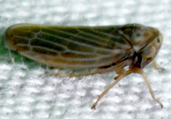 Agallia quadripunctata