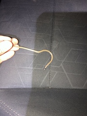 Tantilla hobartsmithi