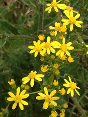 Senecio subcanescens
