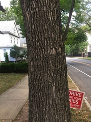 Fraxinus pennsylvanica