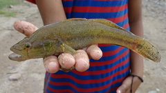 Gobiomorus maculatus