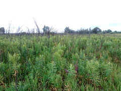 Euphorbia lucida