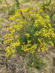 Senecio subcanescens