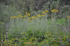 Jacobaea paludosa lanata