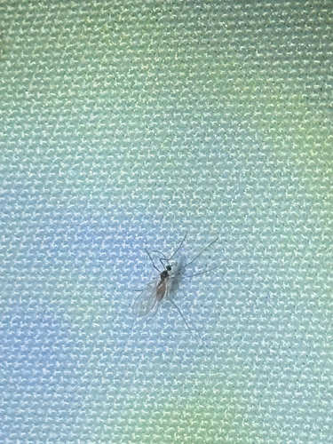 iNaturalist observation photo of Gall and Forest Midges