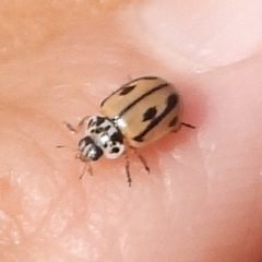 Mulsantina hudsonica