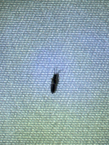 iNaturalist observation photo of Carpelimus