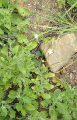 Wahlenbergia androsacea