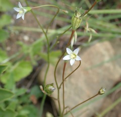 Wahlenbergia androsacea