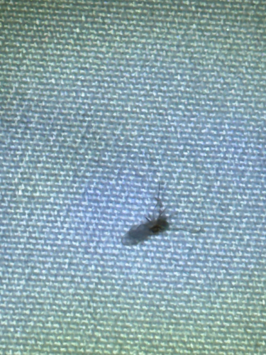 iNaturalist observation photo of Winged and Once-winged Insects