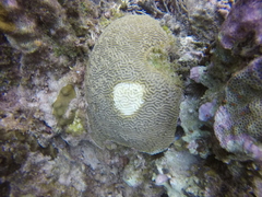 Pseudodiploria strigosa