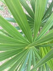 Thrinax