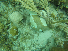 Pseudodiploria strigosa