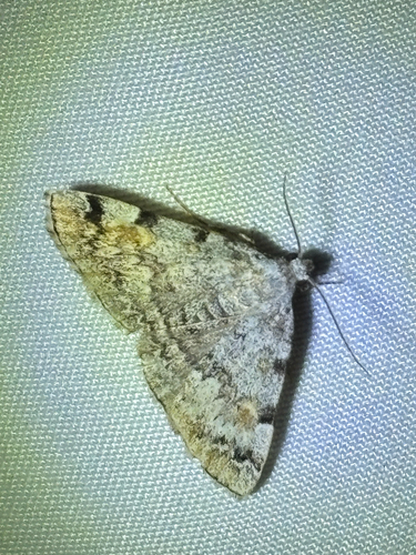 iNaturalist observation photo of American Idia Moth