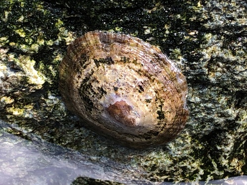 Mediterranean Limpet, photo 2 of 10