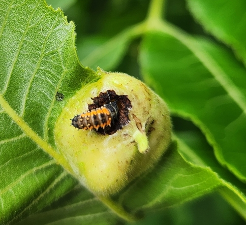 Asian Lady Beetle photographed in Oklahoma