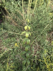 Veronicastrum virginicum