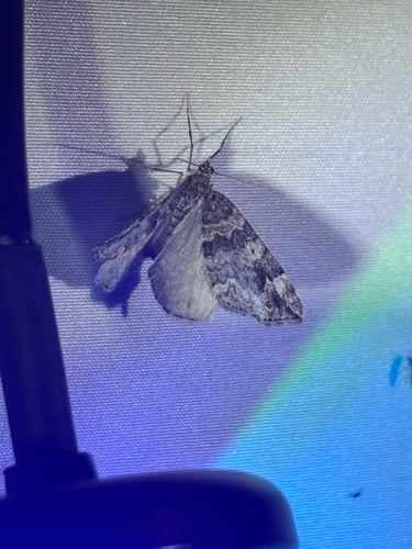iNaturalist observation photo of Carpet Moths
