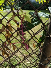 Phytolacca americana