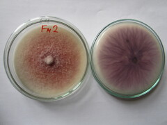 Fusariose (Fusarium spp.)