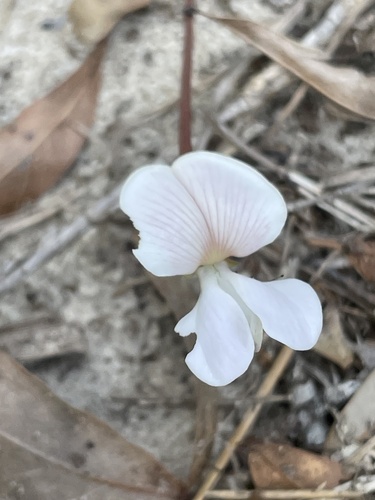 Florida hoarypea (Tephrosia florida)