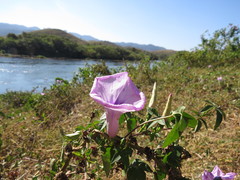 Ipomoea cairica cairica