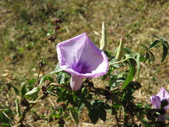 Ipomoea cairica cairica