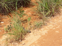 Crotalus durissus