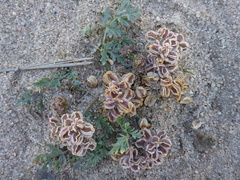 Cymopterus