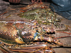 Panulirus penicillatus