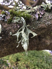 Ramalina subleptocarpha