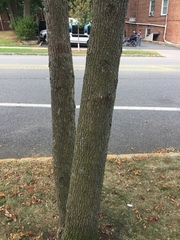 Fraxinus pennsylvanica