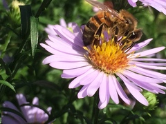 Apis mellifera