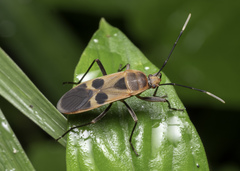 Physopelta gutta gutta