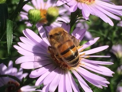 Apis mellifera