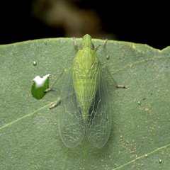 Dictyopharina