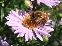 Apis mellifera