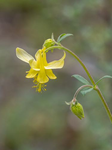 yellow columbine