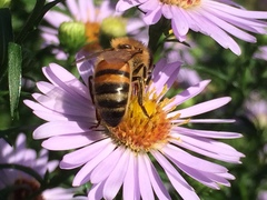 Apis mellifera