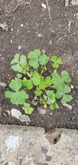 Oxalis corniculata