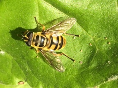 Myathropa florea