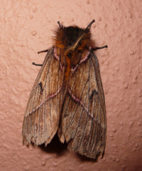 Pseudodirphia herbuloti