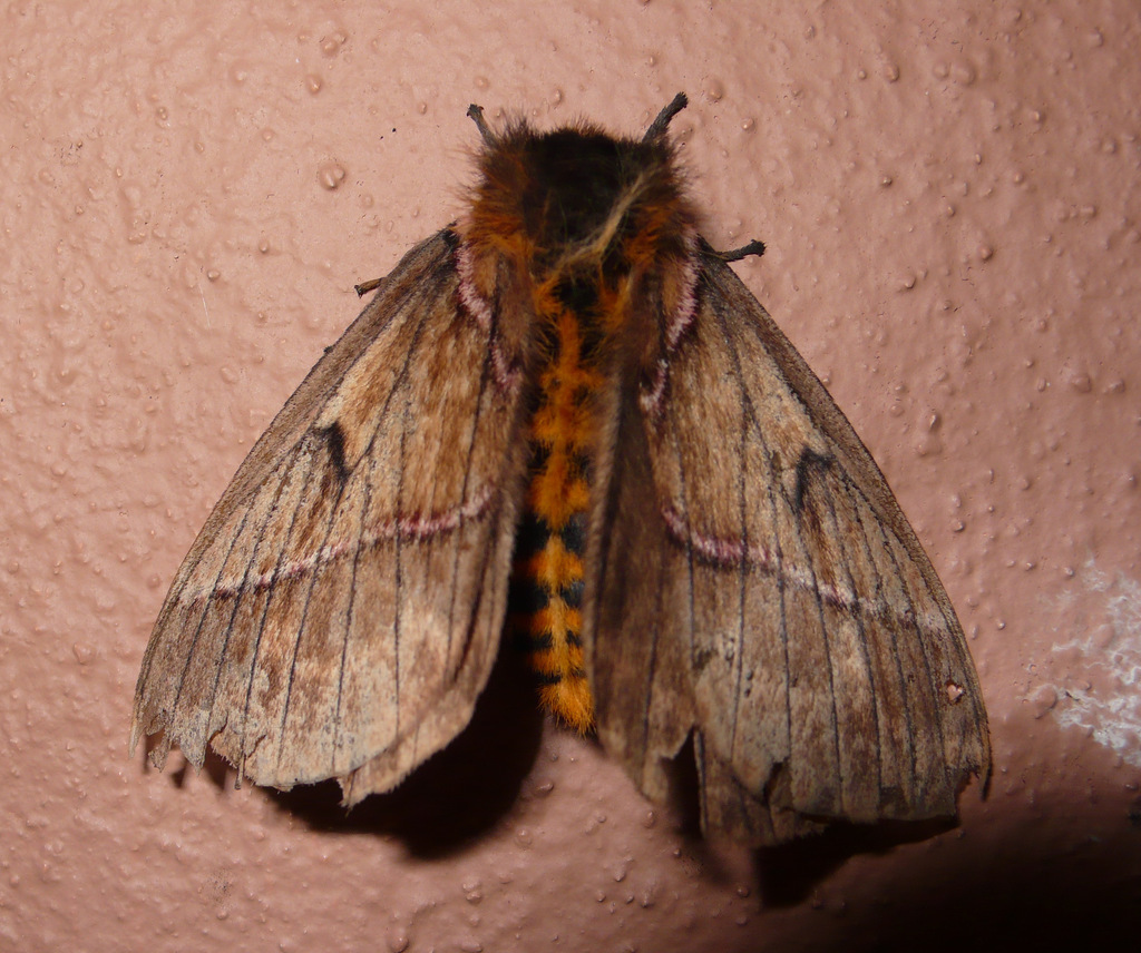 Pseudodirphia herbuloti