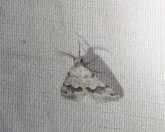 Macaria pallipennata