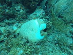 Pseudodiploria strigosa