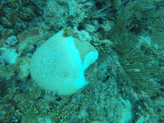 Pseudodiploria strigosa