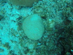 Pseudodiploria strigosa