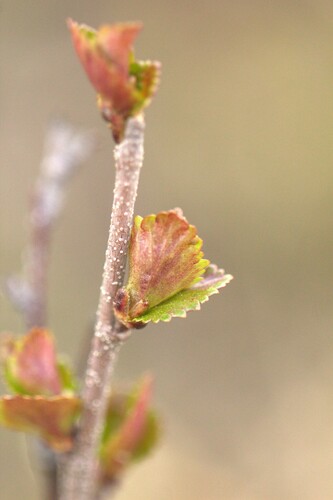 Resin birch