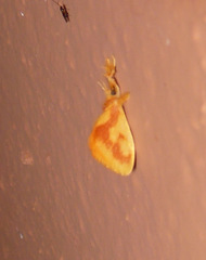 Dalceridae