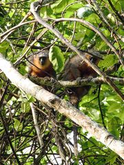 Plecturocebus moloch